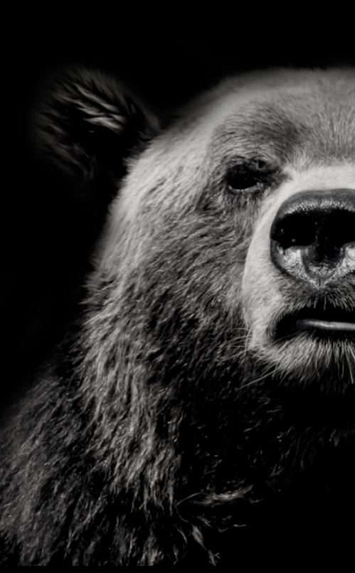 Imagen de un oso de la region de Kodiak